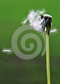 maskros, dandelion