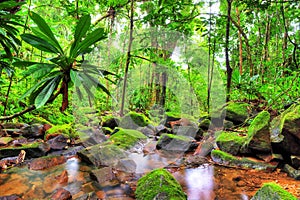 Masoala green jungle photo