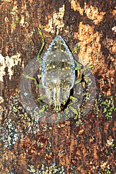Masoala jewel beetle