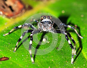 Masoala jumping spider photo