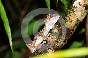 Masoala Leaf-tailed Gecko