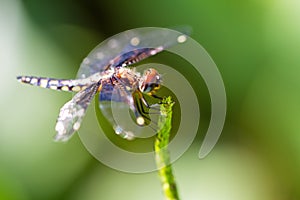Masoala Widow dragonfly photo