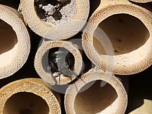 Mason Bee in Bamboo Nest