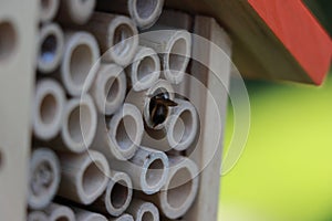 Mason bee at the entrance of an insect hotel