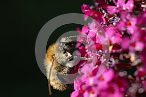 Mason bee (Osmia rufa) photo