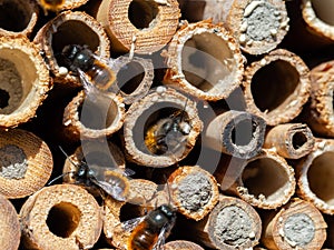 Mason bees at an insect hotel