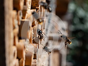 Mason bees at an insect hotel in spring