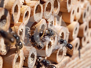 Mason bees at an insect hotel in spring