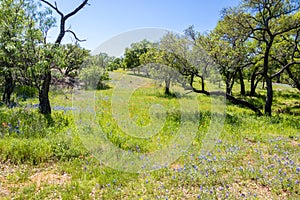 Mason Texas Wildflowers