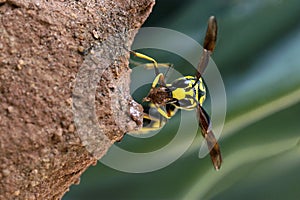 Mason wasp building nest