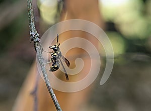 Mason wasp Potter wasp, Eumeninae, near Penonome, Cocle province