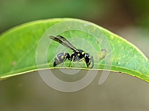 Mason wasp Potter wasp, Eumeninae, near Penonome, Cocle province