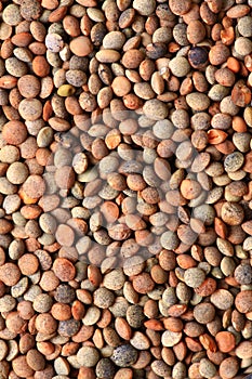 Masoor dal background