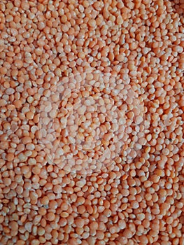 MASOOR DAL ,VERY POPULAR INDIAN SEED