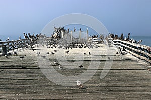 A mass of birds crowd the historic wooden pier and rusted hull of the USS Palo Alto at Seacliff State Beach.