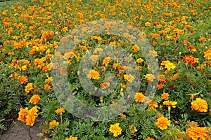 Mass of bright orange flowers of Tagetes patula