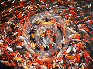 Mass of carp fish