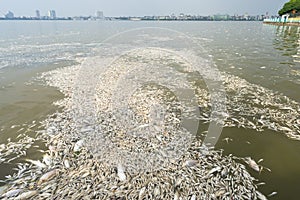 Mass death of fish floating on polluted lake water