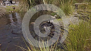 Mass of eels fighting over food scraps