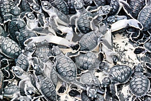 Mass of green sea turtle hatchlings,Chelonia mydas