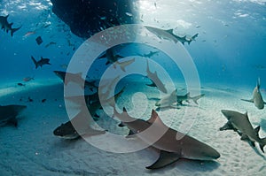 Mass of lemon sharks