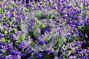 Mass of Petunias