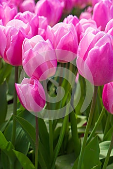 Pink Tulips Garden photo
