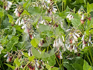 Mass of pink, white and violet flowers of comfrey, Symphytum x uplandicum. Medicinal plant.