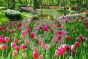 Mass planted tulips