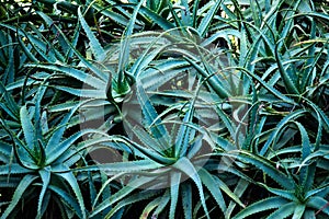 Mass planting of green aloe vera succulent plants with spikey leaves ideal as natural background photo