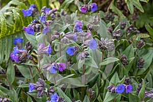 Mass of Pulmonaria Blue Ensign flowers in spring