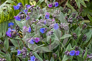 Mass of Pulmonaria Blue Ensign flowers in spring photo