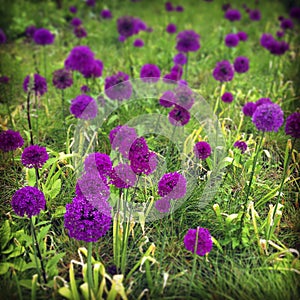 A mass of purple allium flowers