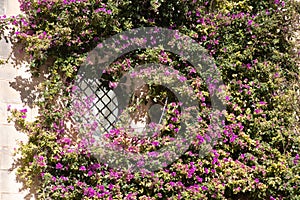 Mass of Purple flowers covering small leaded window