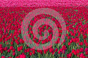 Mass of red tulips growing in a field