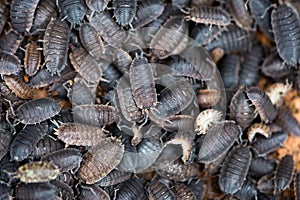 Mass of rough woodlice & x28;Porcellio scaber& x29;