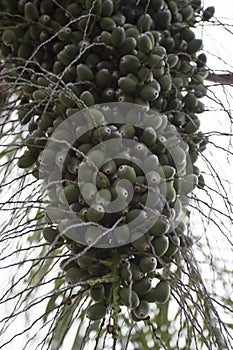 Mass of Seeds on a Palmetto Tree