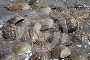 Large group of Horseshoe crabs on Kitts Hummock a Delaware Bay Coastline