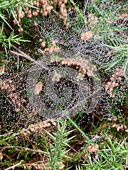 Mass of spider webs covered in morning dew