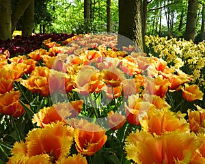 Mass of tulips