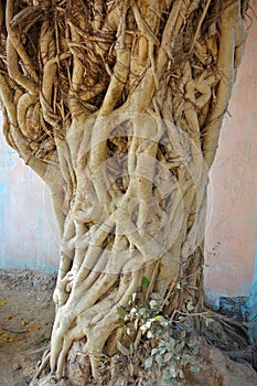 Mass of Twisted Vines Tree photo