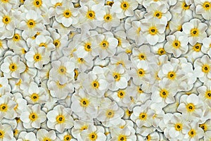 A mass of whilte and yellow spring daffodil flowers