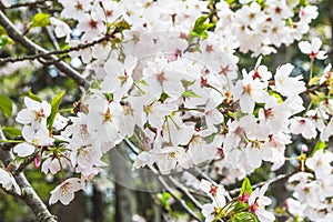 Mass of white cherry blossoms on tree in Japan photo
