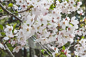 Mass of white cherry blossoms on tree in Japan
