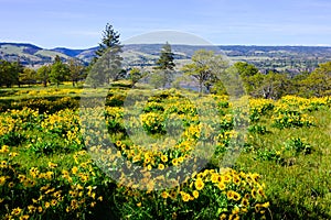 Mass of yellow balsamroot flowers in spring above Columbia Gorge in Oregon photo