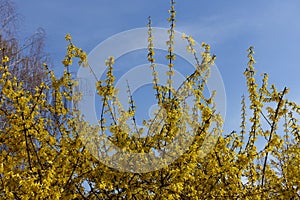 Mass of yellow flowers of forsythia against blue sky in March photo
