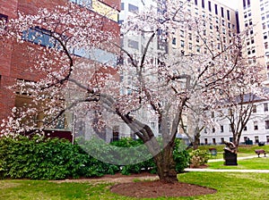 Massachusetts General Hospital (Mass General or MGH)