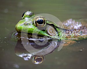 A Massachusetts Green Frog in a puddle