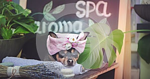 Massage and spa, a dog in a turban of a towel among the spa care items and plants.