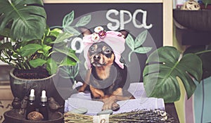 Massage and spa, a dog in a turban of a towel among the spa care items and plants. Funny concept grooming, washing